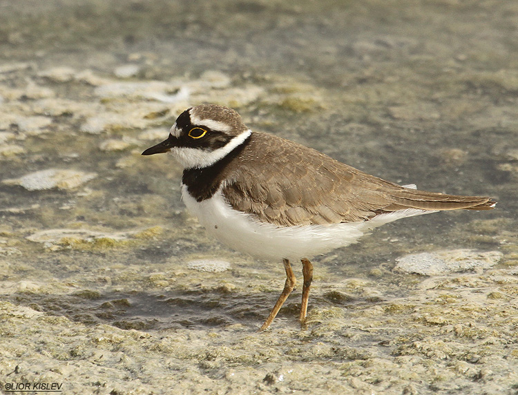 Little Ringed Plover  Charadrius dubius   salt ponds ,km20, Eilat , March 2012. Lior Kislev